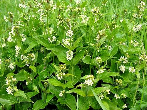 Vincetoxicum oblongum Image