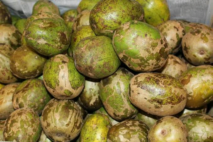 Irvingia gabonensis Image