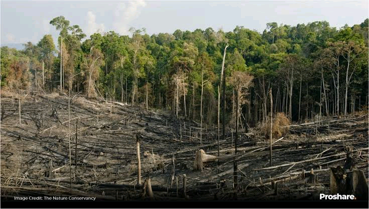 Deforestation in Nigeria Image