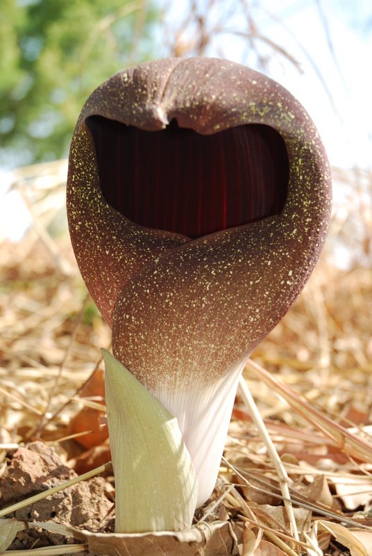 Amorphophallus dracontioides Image
