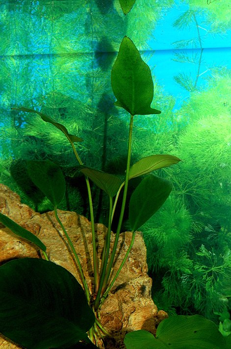 Anubias gilletii Image