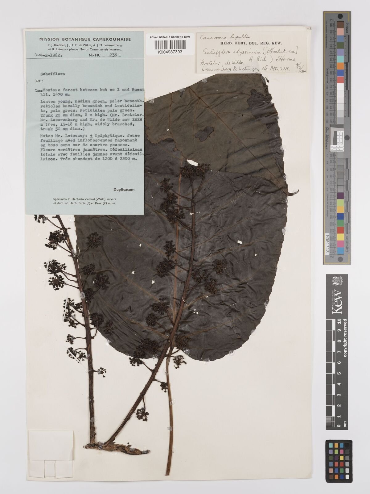 Astropanax abyssinicus Image