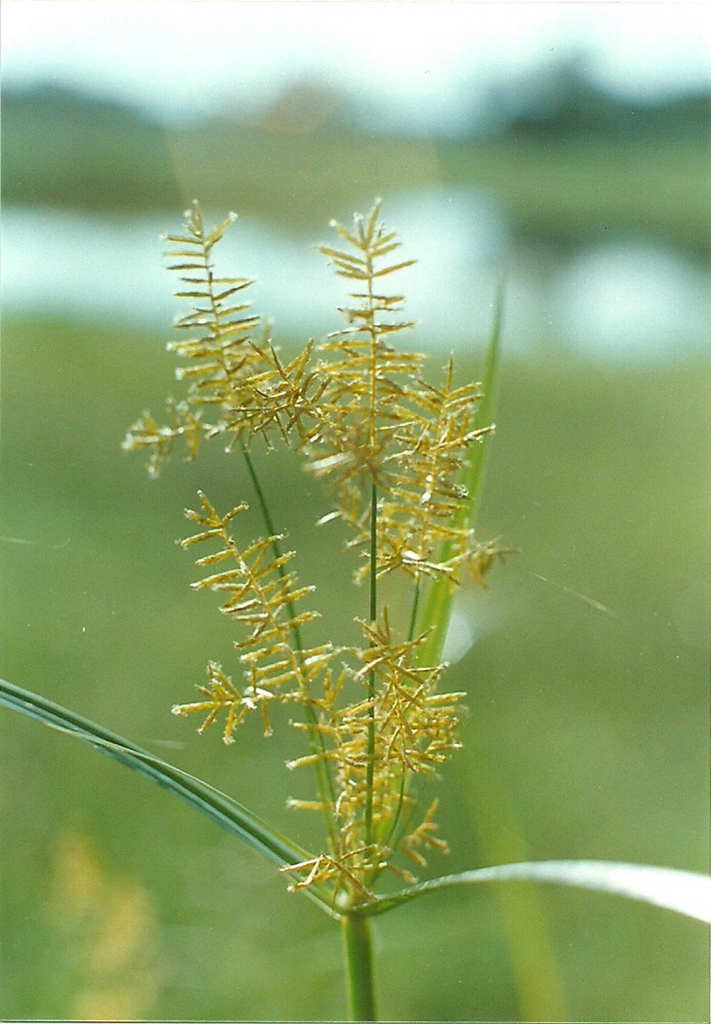 Cyperus digitatus Image