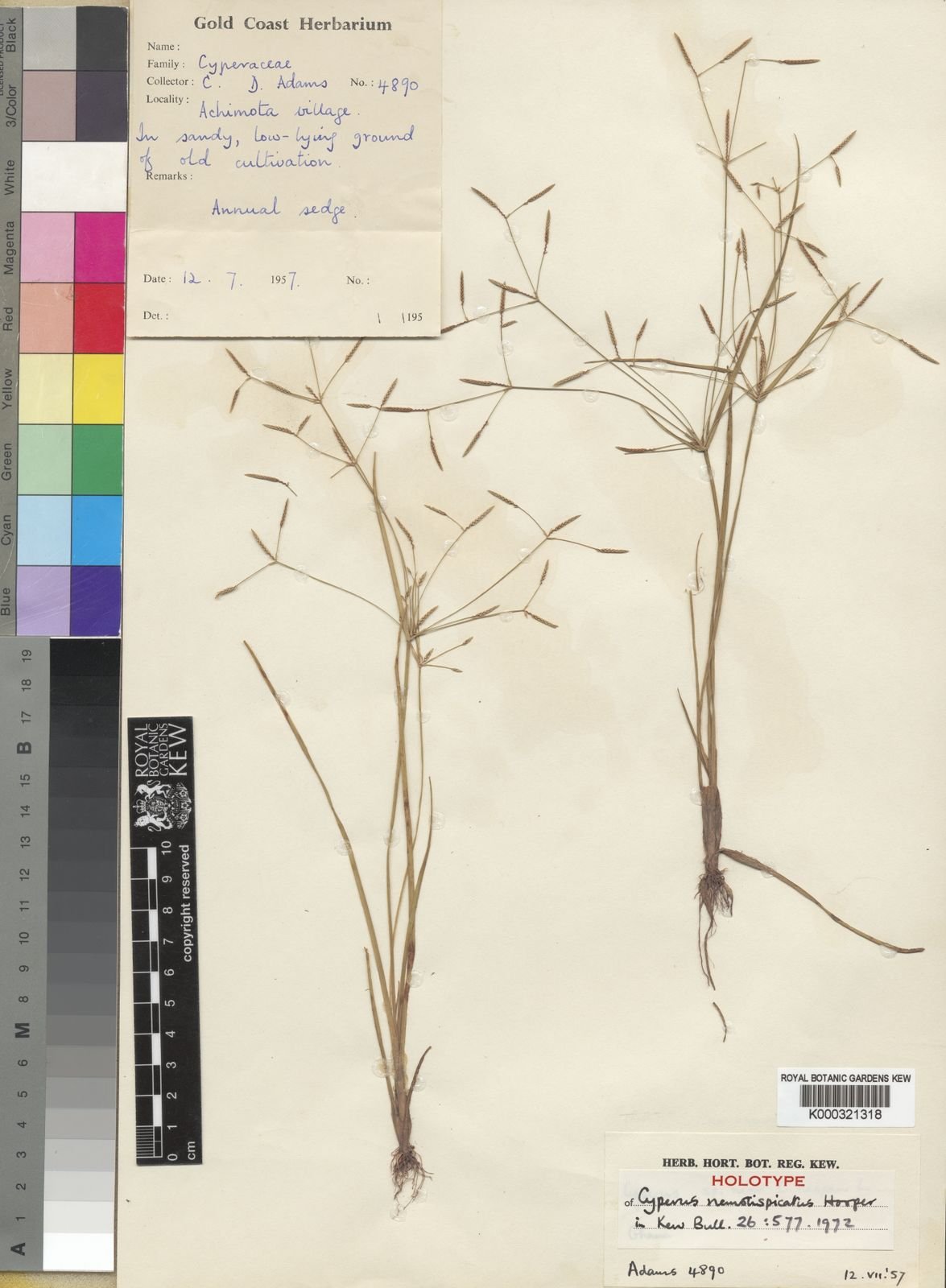 Cyperus remotispicatus Image