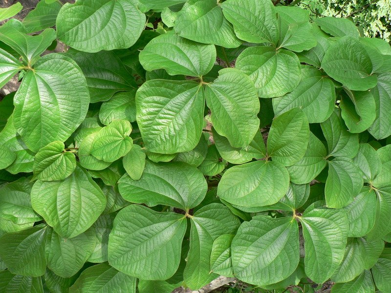 Dioscorea dumetorum Image