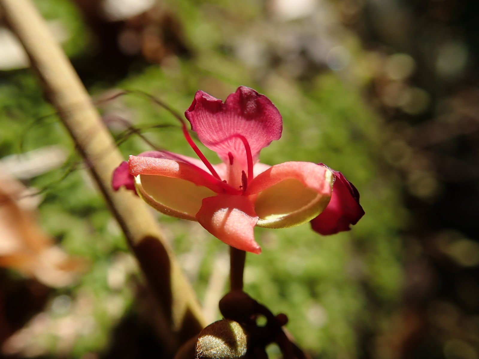 Englerodendron obanense Image