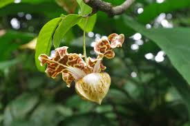 Monodora undulata Image