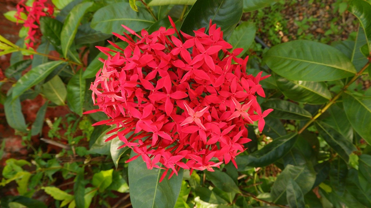 Ixora nigerica Image