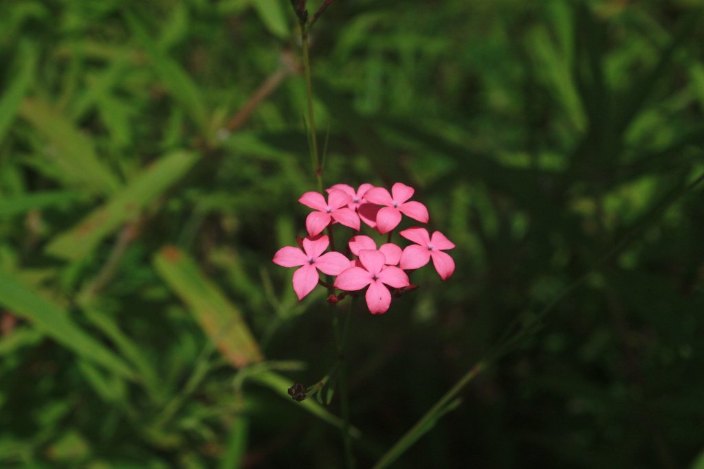 Kohautia grandiflora Image