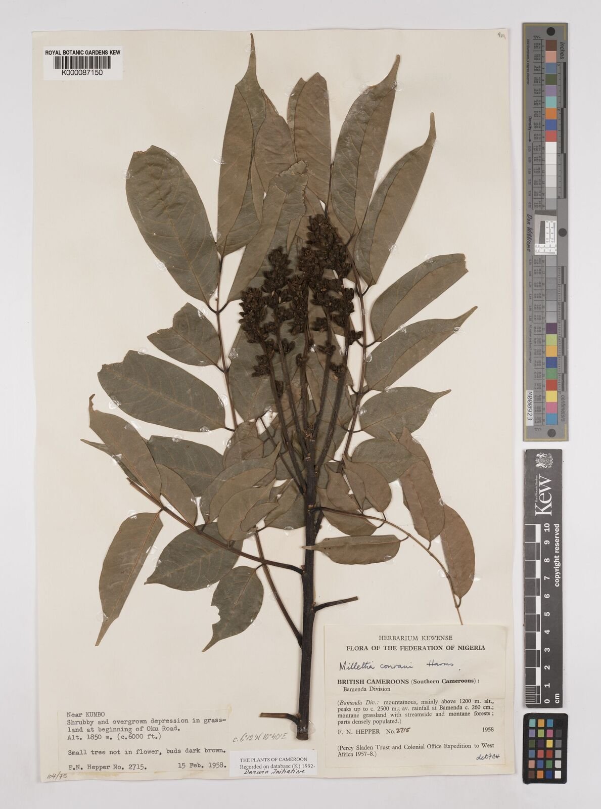 Millettia conraui Image