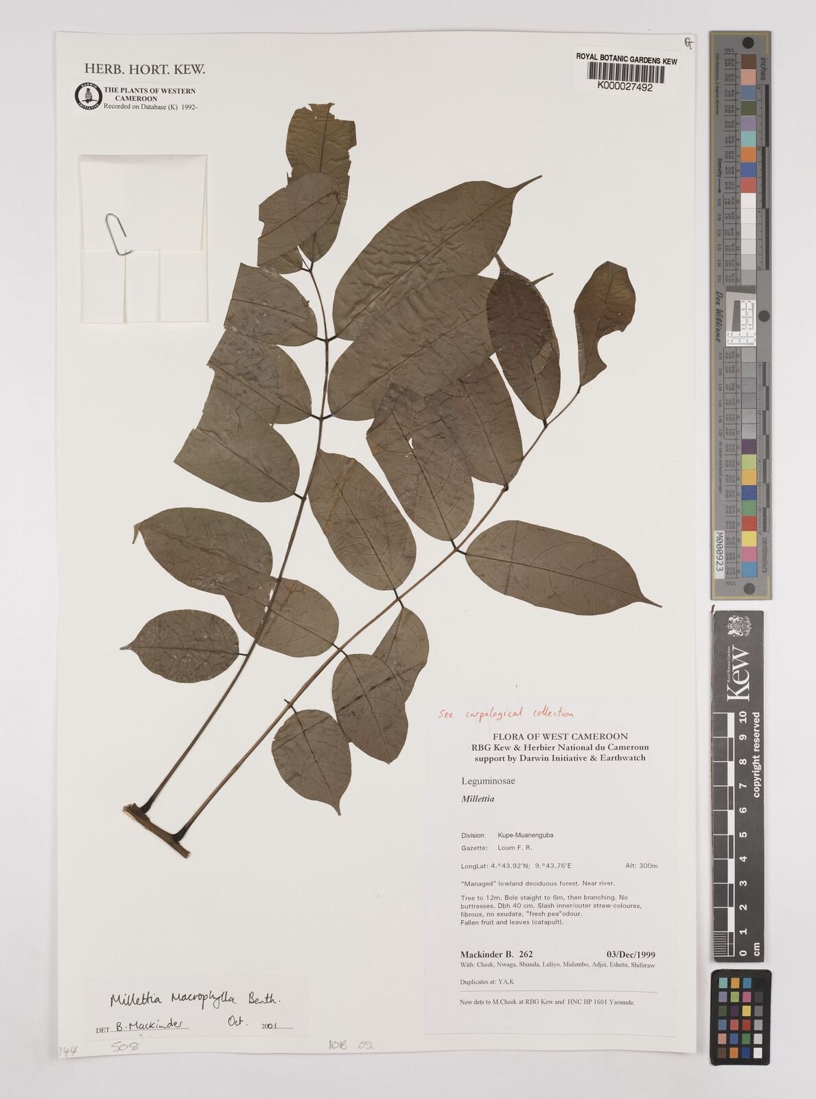 Millettia macrophylla Image