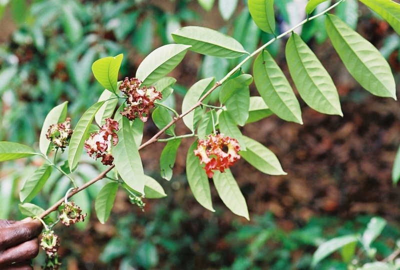 Monodora angolensis Image