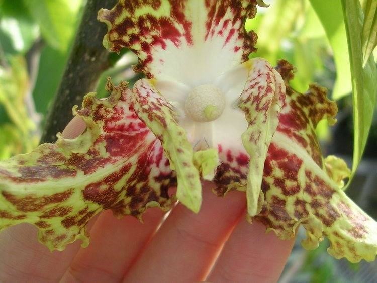 Monodora unwinii Image