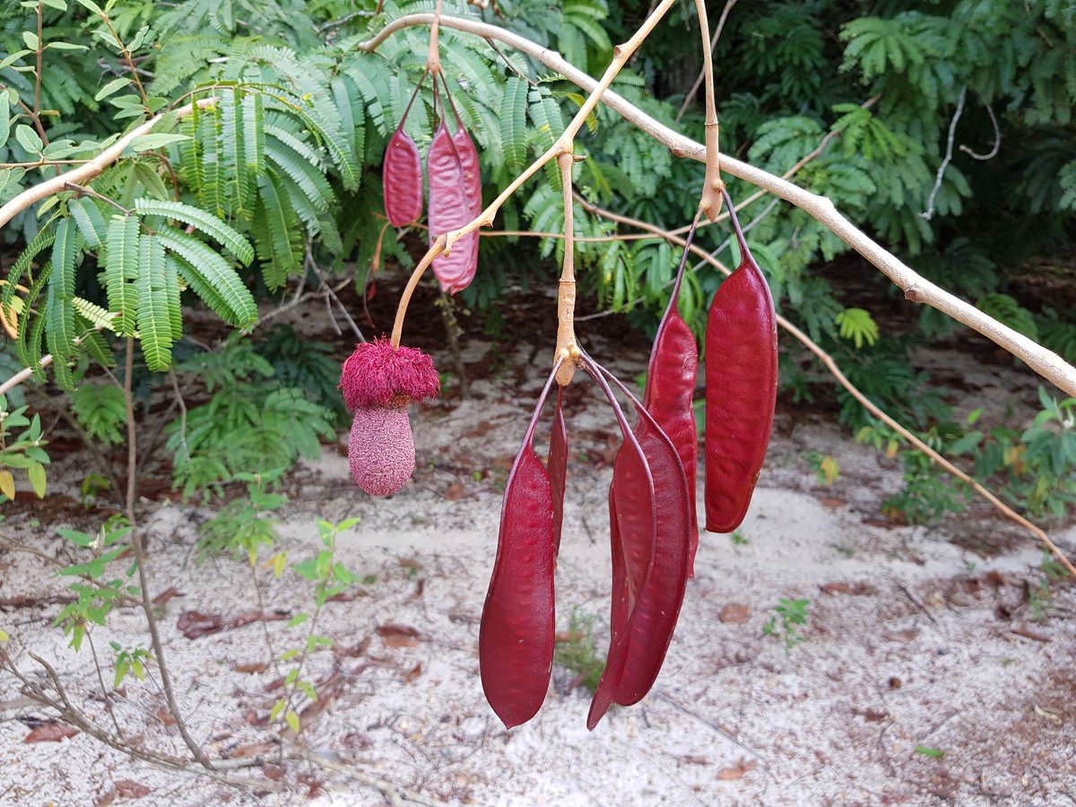 Parkia bicolor Image