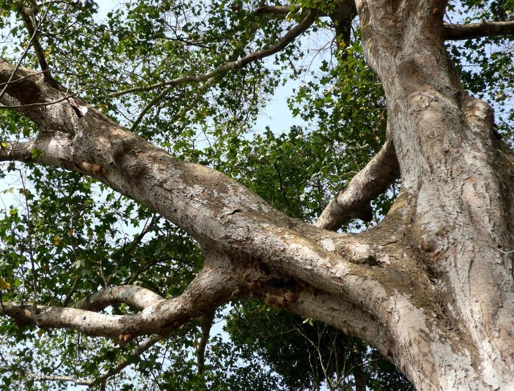 Triplochiton scleroxylon Image