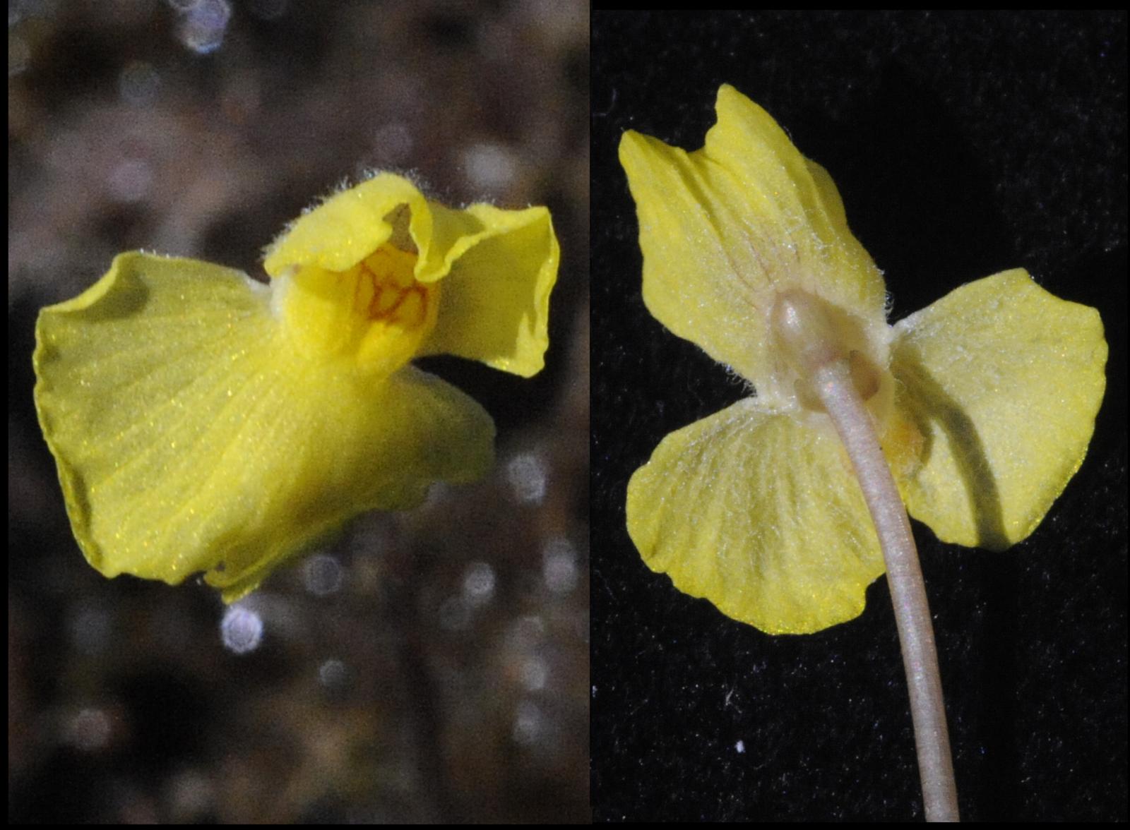 Utricularia reflexa Image