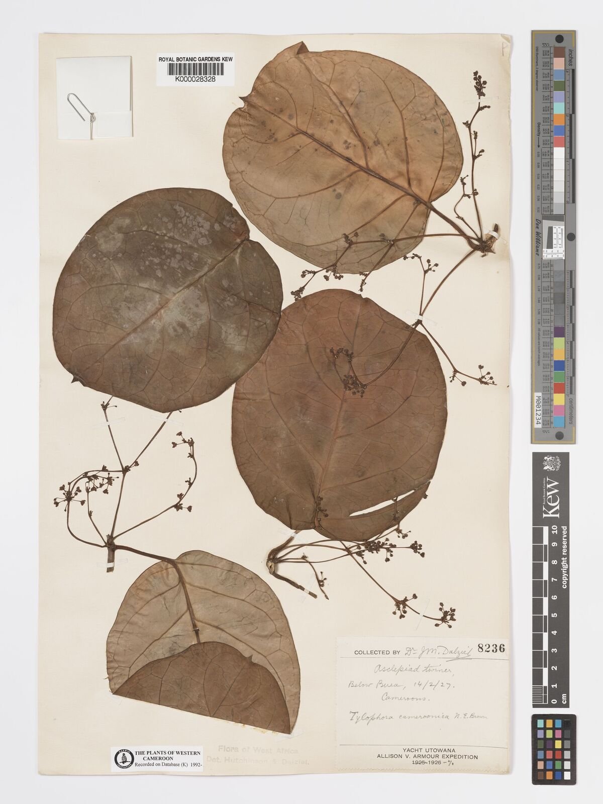 Vincetoxicum cameroonicum Image